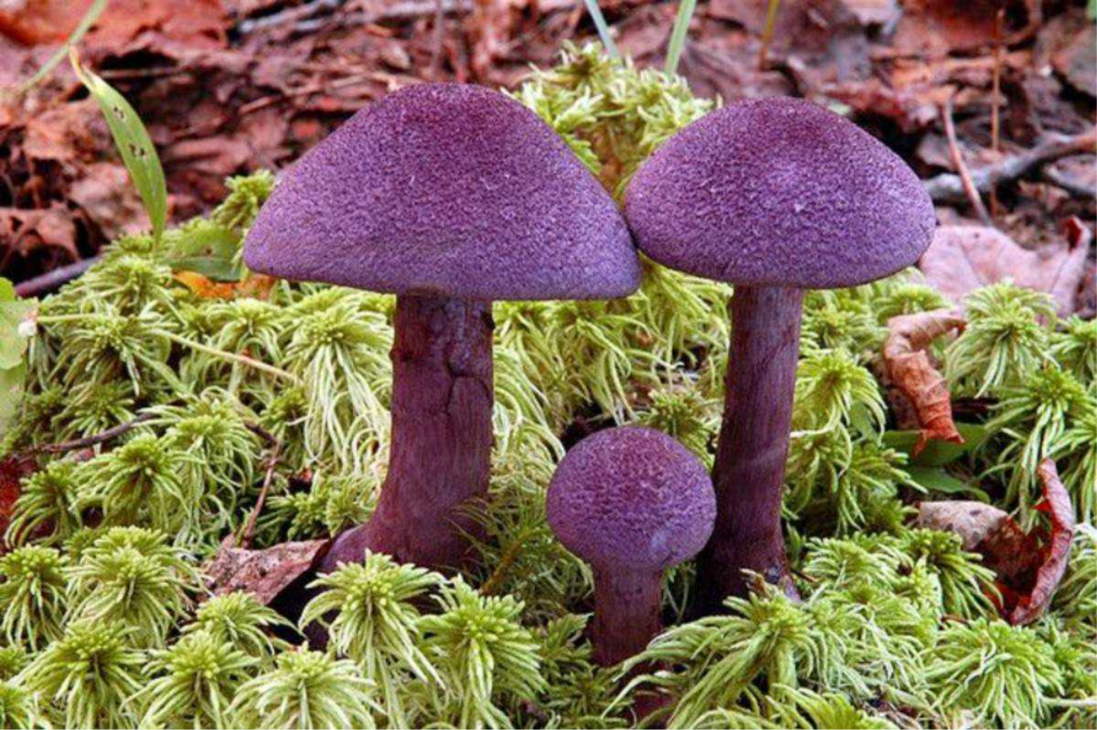 Паутинник фиолетовый (Cortinarius violaceus) фотографии, видео и истории